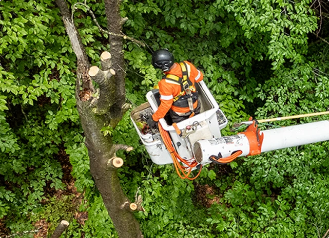 Une intervention adaptée à l’arbre et au terrain