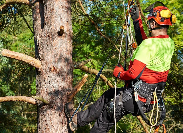Intervention-HAUBANAGE D’ARBRES